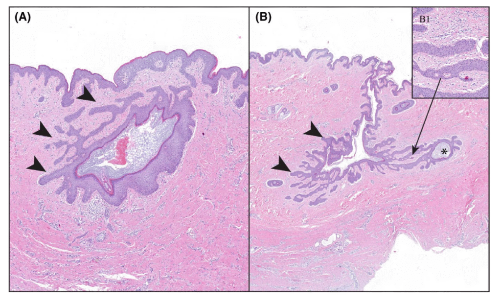 dustan 2020 figure 2