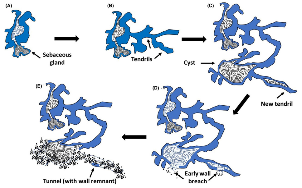 dustan 2020 figure 4
