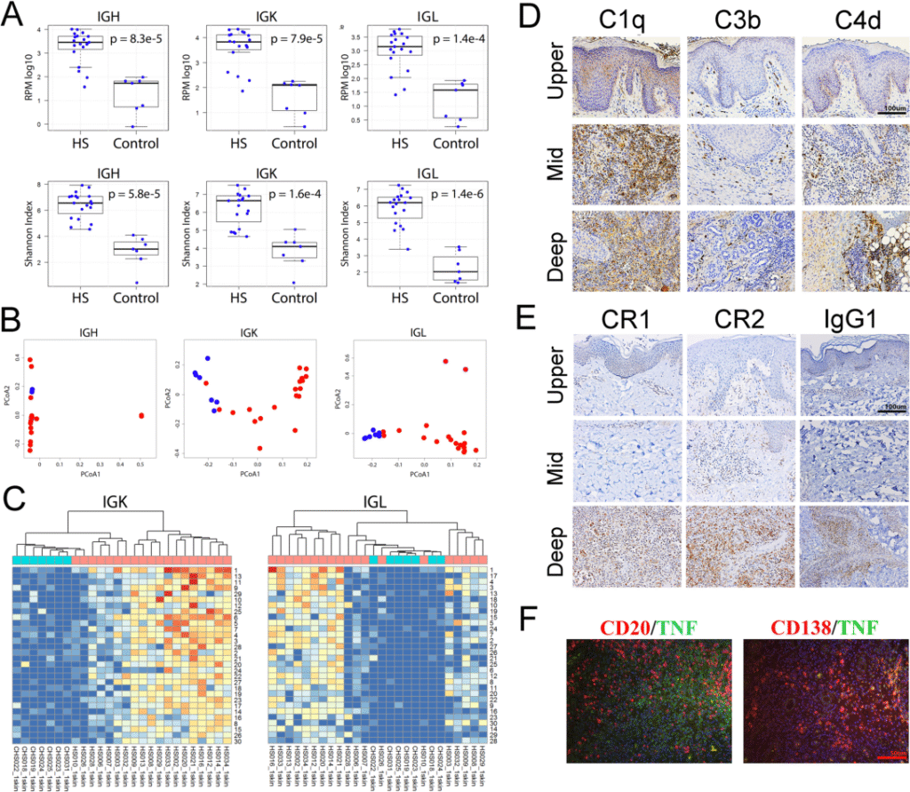 From Lab to Life: How B-Cell Research Validates a Natural Approach to Hidradenitis Suppurativa f 7