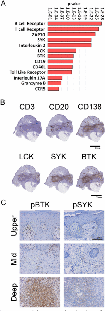 From Lab to Life: How B-Cell Research Validates a Natural Approach to Hidradenitis Suppurativa f 8