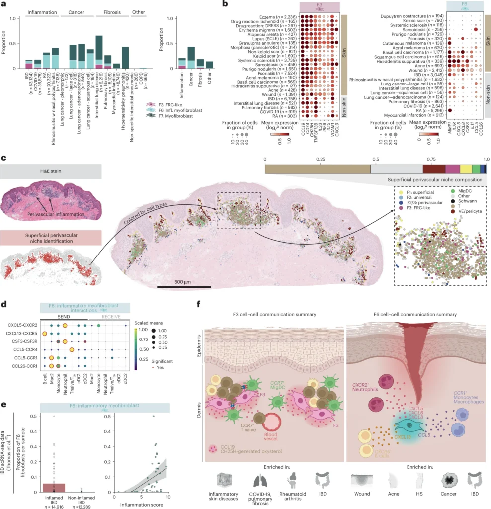 The Architect and the Arsonist: A Breakthrough Study Reveals the Rogue Fibroblasts Cells Behind HS fig 7