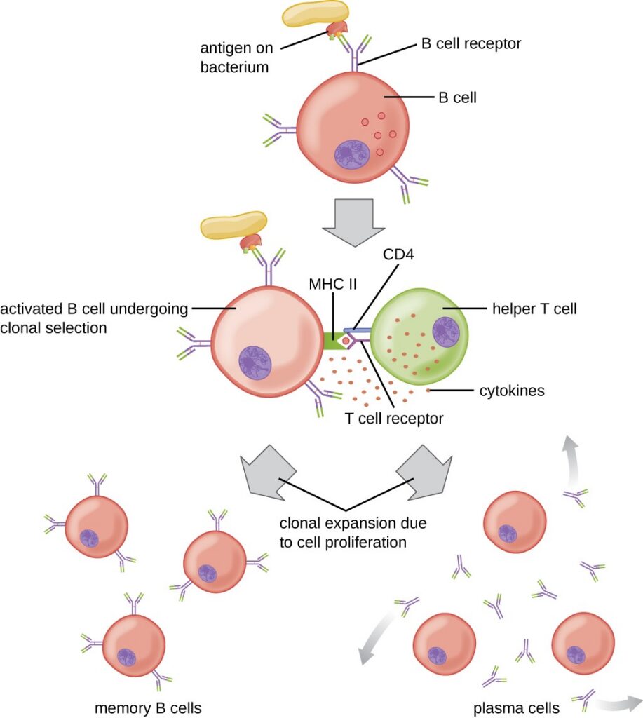 From Lab to Life: How B-Cell Research Validates a Natural Approach to Hidradenitis Suppurativa osc microbio 18 04 bcellact