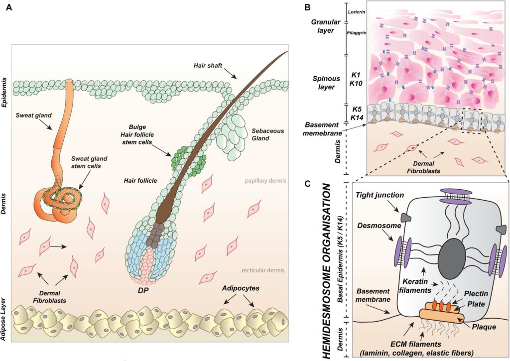 How a Broken Switch in Your Hair Follicle Could Triggers Hidradenitis Suppurativa: How to heal HS naturally. figure 1