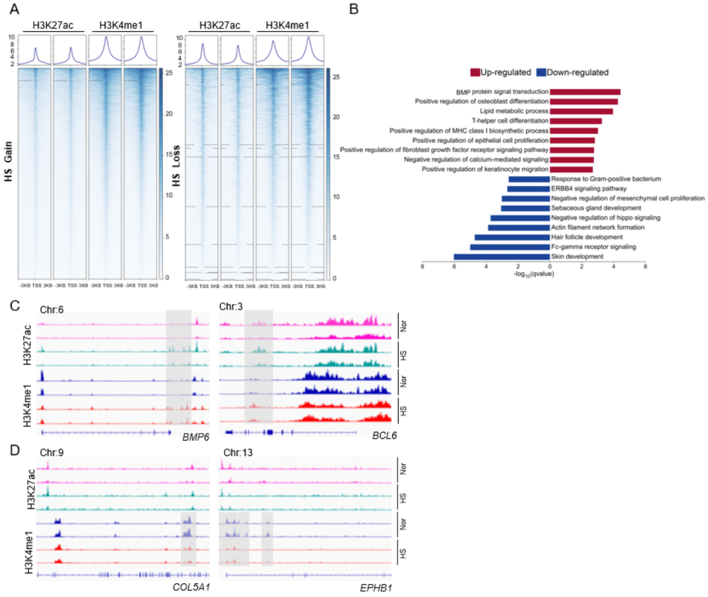 How to Treat Hidradenitis Suppurativa: Understanding Your Skin's Epigenetic Switches with New Research biomedicines 13 01599 g001